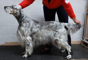 Class 15 Pat Hammond Memorial VB & BB & Best in Show - SHCH Rachdale Painted Lace at Goldbirch