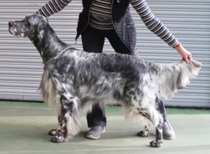 Class 05. YD, DCC & BIS - Wansleydale Maybee