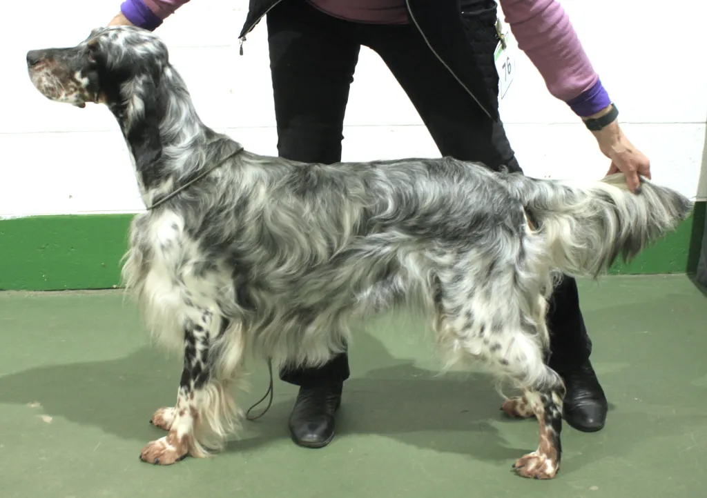 MESS Champ Shows 2026 1 Class 25 MLB Wansleydale Honey Bee JW